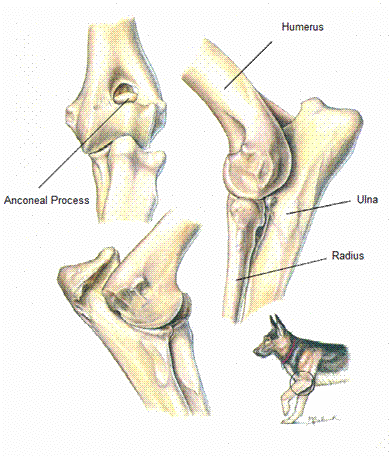 <p>What Type of Joint?</p>