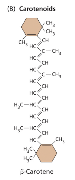 <p>Carotenoids are found in all photosynthetic organisms – integral components of thylakoid membranes.</p><p><strong>Light energy absorbed by carotenoids can be transferred to chlorophyll for photosynthesis –</strong></p><p><strong>Known as accessory pigments – also<mark data-color="green" style="background-color: green; color: inherit"> protect the organism from ‘damage’ by excessive light</mark></strong></p>