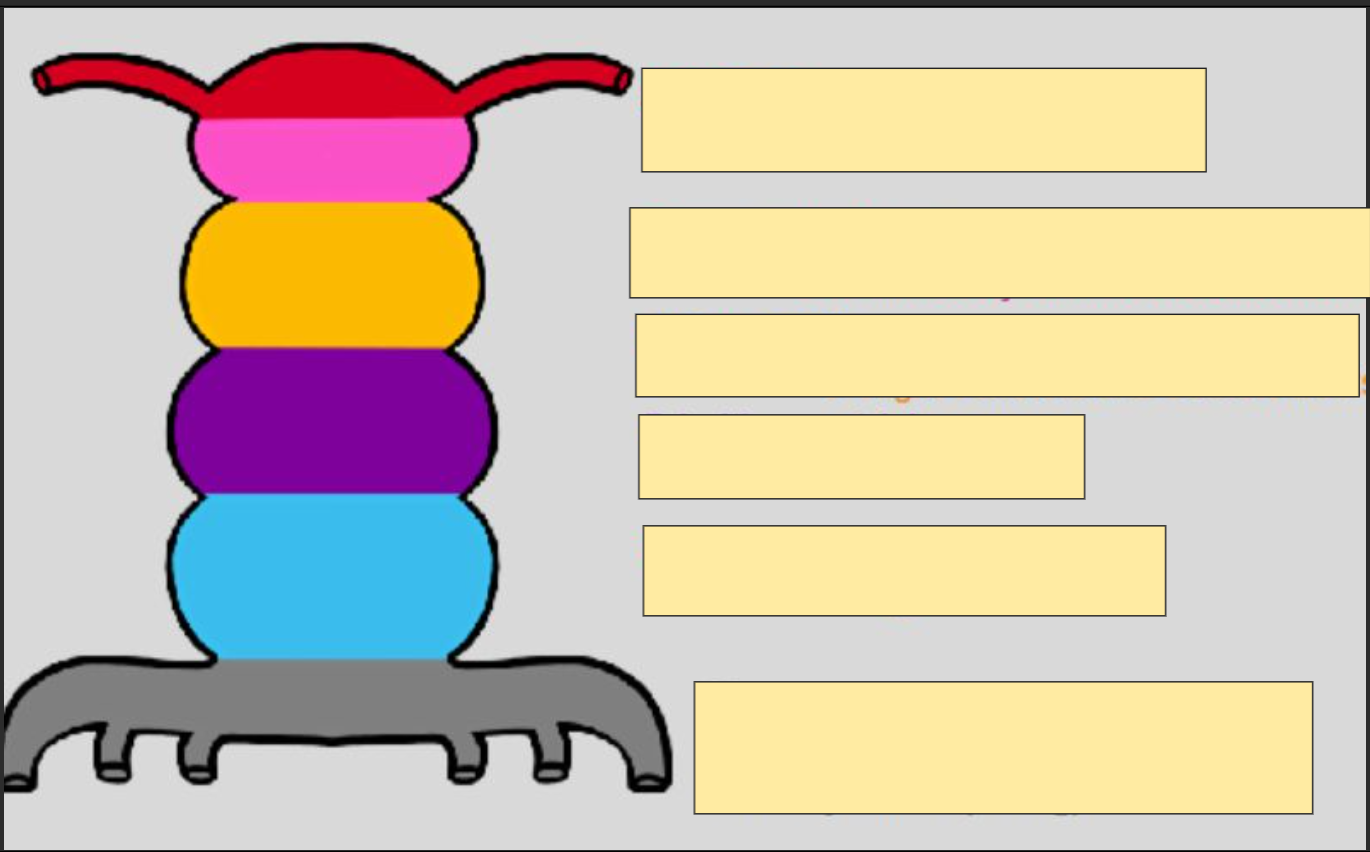 <p>segments of the heart tube</p>
