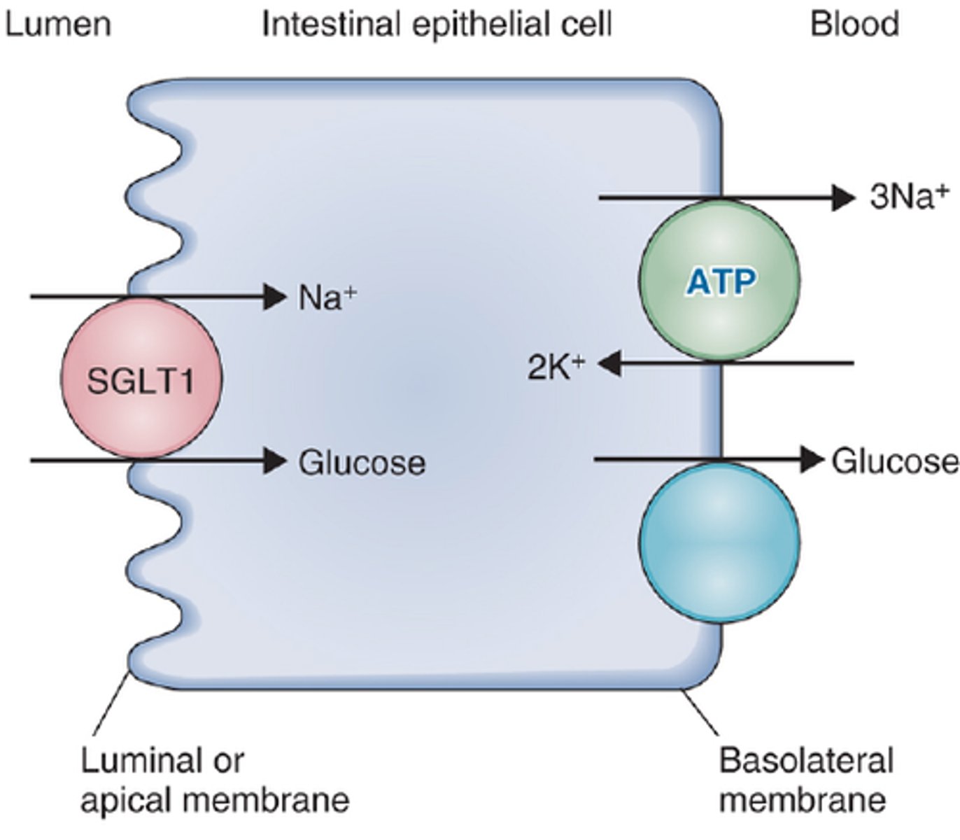 <p>Transports glucose and galactose</p><p>Sodium-glucose-linked-transporter-1</p>