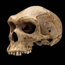 <p><span><em>Homo heidelbergensis</em></span></p>