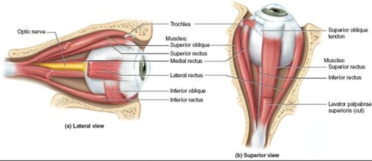 <p>Muscle elevating the eye, innervated by CN III.</p>