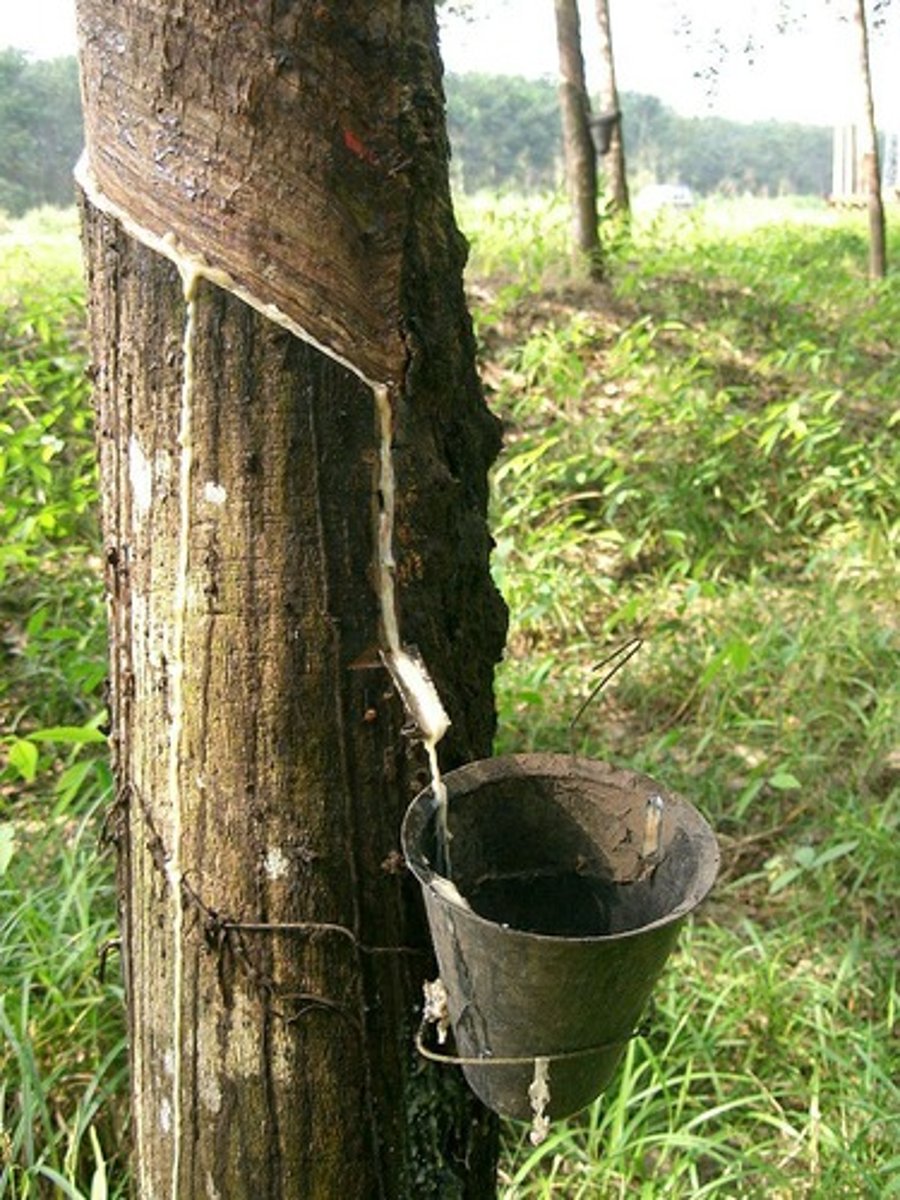 <p>Rubber is made from the sap of the rubber tree, which is collected and vulcanized to harden it for use.</p>