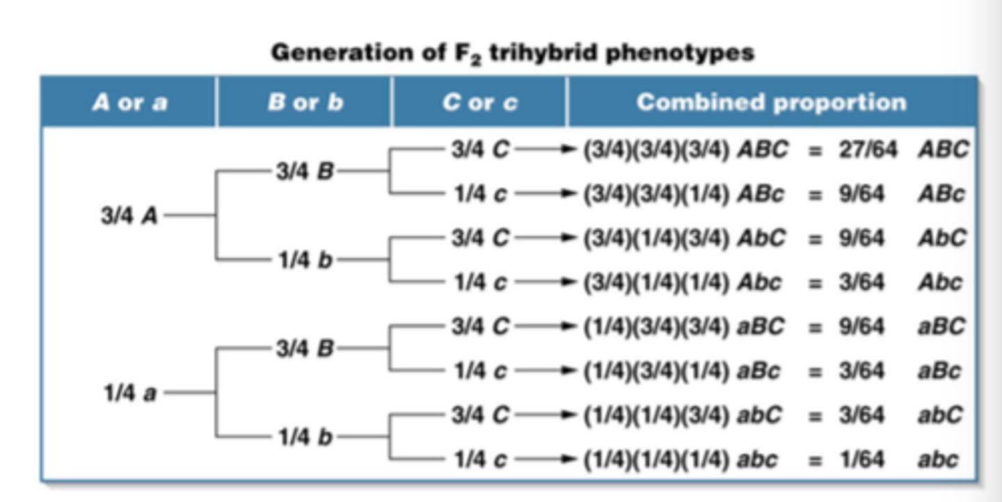 <p>conduct a monohybrid for both individual genotypes</p><p>find ratio of allele presence in first genotype</p><p>multiply by allele presence of second genotype</p>