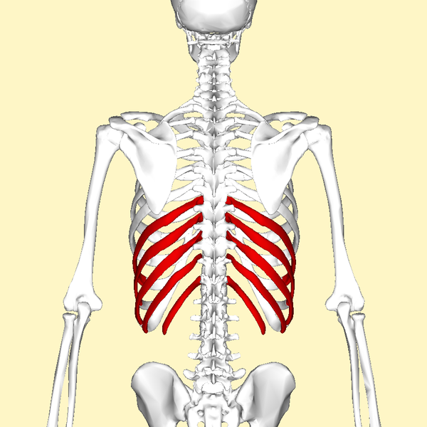 <p>last 5 pairs of ribs; attach indirectly to sternum</p>