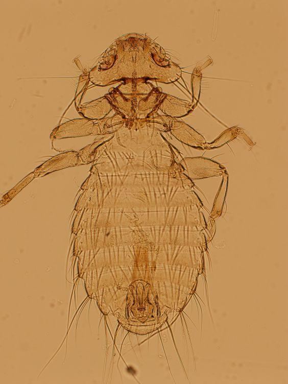 <p>Order, Suborder, Clade, Superfamily, Common name</p>