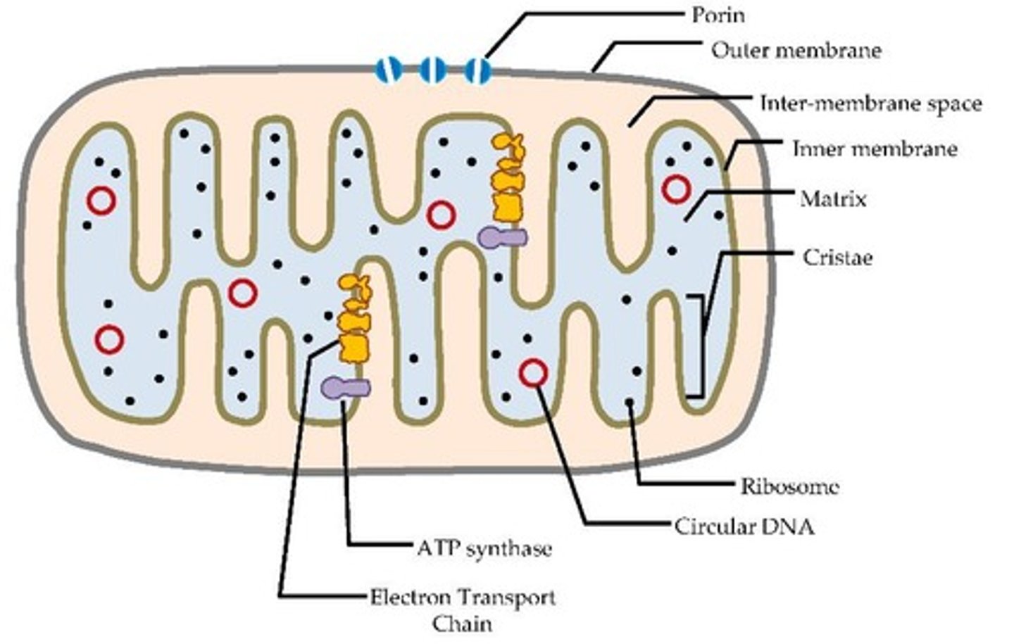 <p>1. Outer mitochondrial membrane</p><p>2. Inner mitochondrial membrane</p><p>3. Intermembrane space, Matrix.</p>