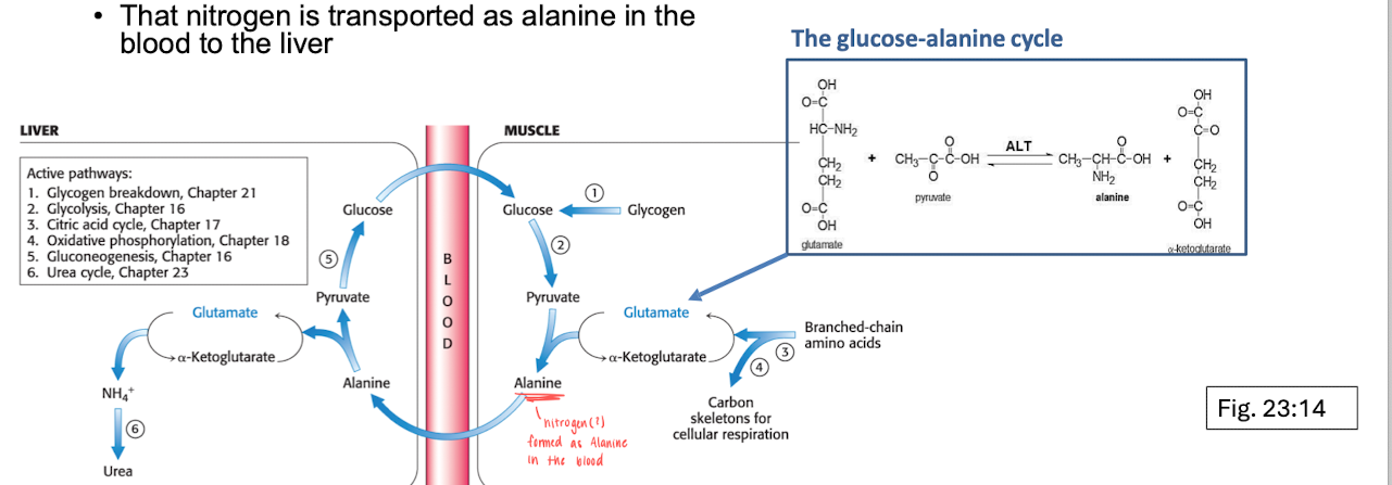 <p>Nitrogen transport - Urea cycle </p>