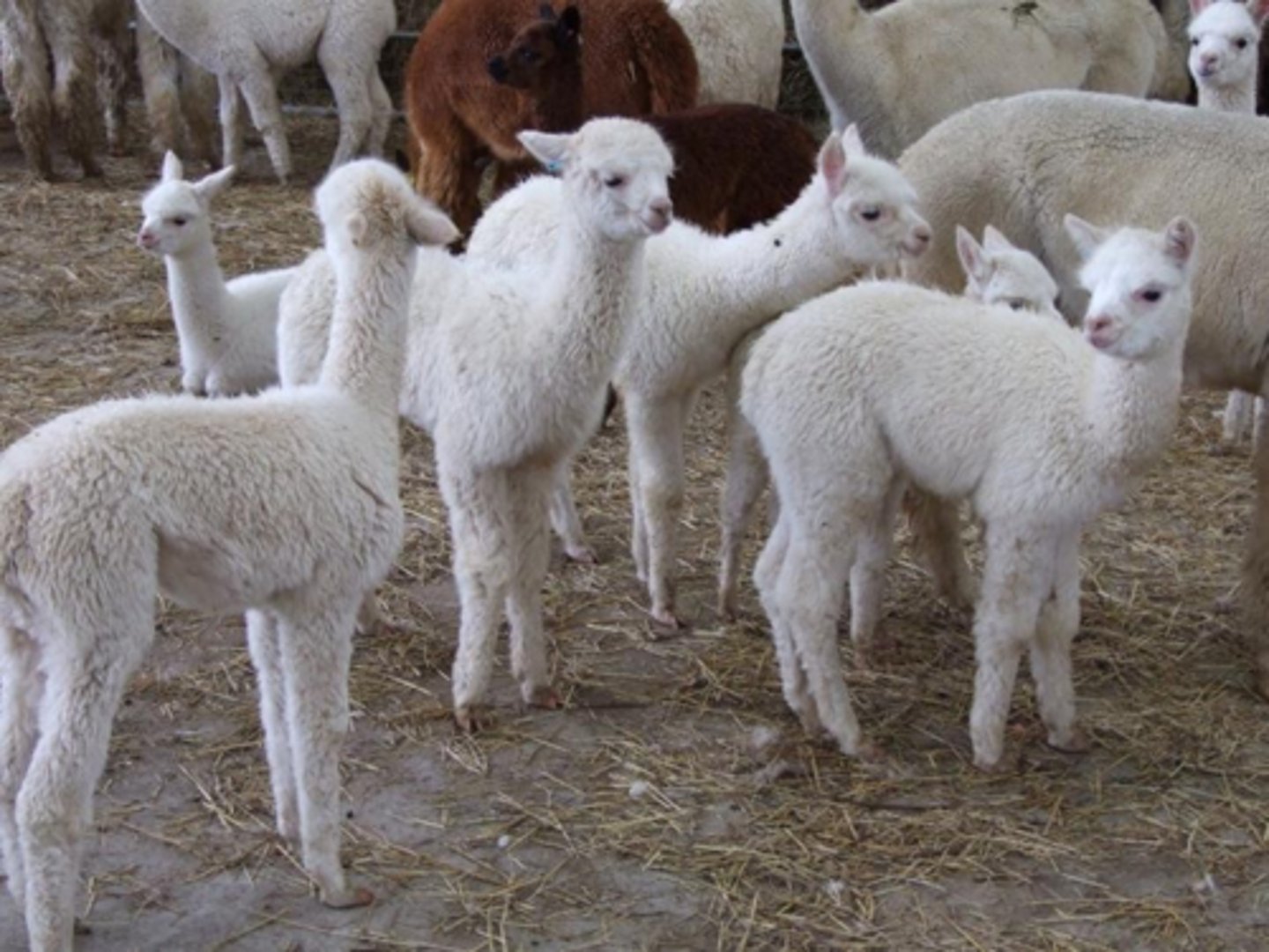 <p>Cria.</p>