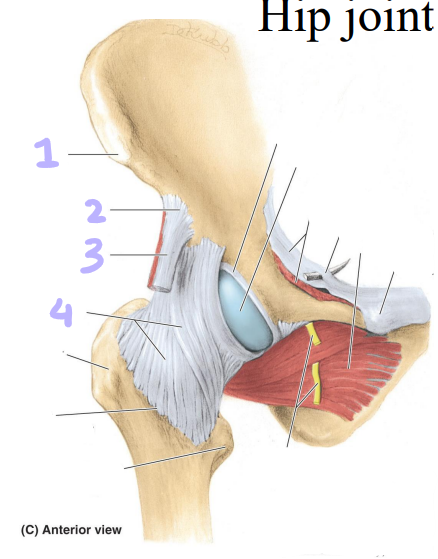 <p>identify structures 1-4</p>