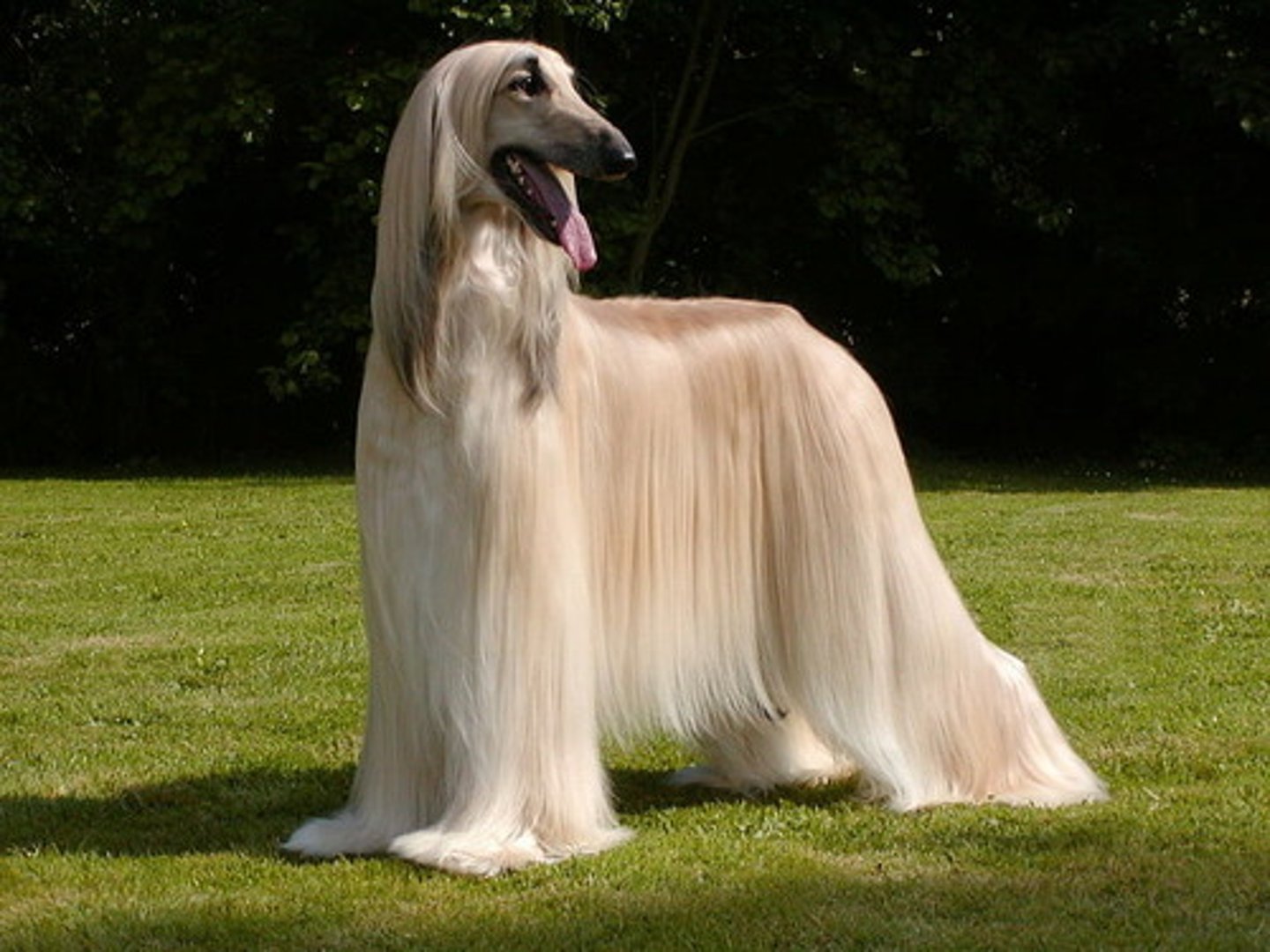 <p>What is this breed? What is it's AKC classification?</p>