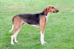 <p>Origin: France</p><p>Height: 24-28 in</p><p>Weight: 132-146 lbs</p><p>Life Span: 11-12 yrs</p><p>Type: Scent Hound</p>