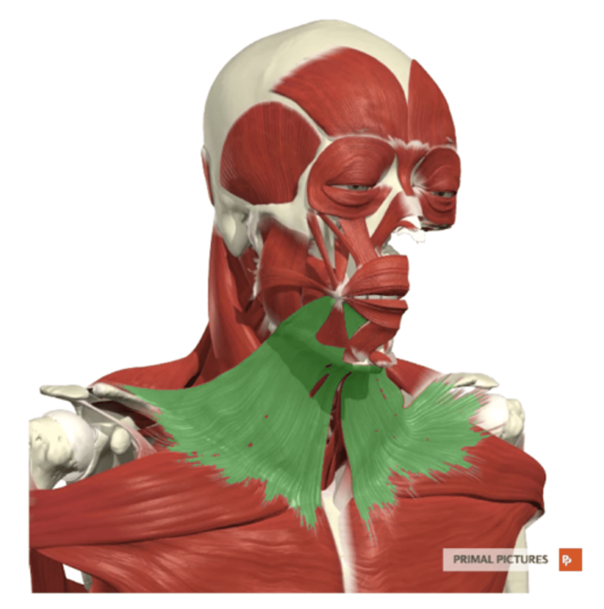 <p>label this muscle</p>