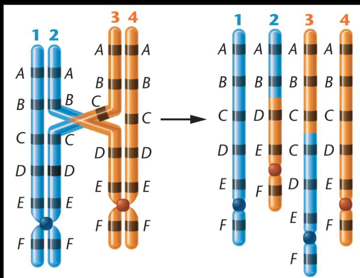 <p><span>It’s the unequal crossing over in meiosis results in one chromosome with duplicated segment and one chromosome with intercalary deletion</span></p><p><span>-duplication loop in heterozygote</span></p>