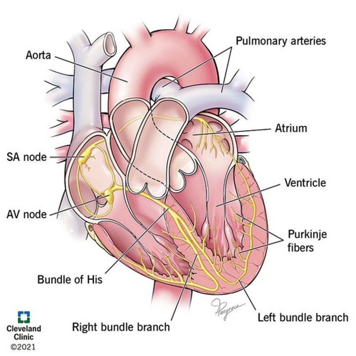 <p>Primary pacemaker initiating heart's electrical impulse.</p>