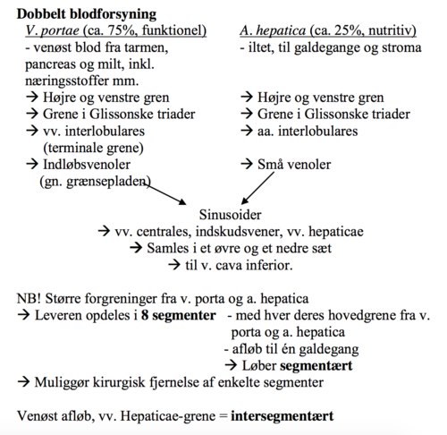 *Lymfekar*
2 sæt:
Profunde lymfekar -> gennem porta til superficielle 

Superficielle lymfekar -> tæt netværk på overfladen

Superficielle:
Fra facies diaphragmatica
-> Gennem lig. falciforme og coronarium -> gennem diaphragma til lnn. parasternales og lnn. mediastinales posteriores

Fra facies visceralis:
Mod porta (møde med profunde kar, samt kar fra galdeveje) -> lnn. hepatici (langs a. hepatica og store galdegange)
-> lnn. coeliaci og lnn. gastrici sin.

*Nerver*
Parasympaticus og sympaticus via n. vagus og plexus coeliacus -> plexus hepaticus (om galdegange og blodkar)

-----------

Dobbelt tilførende blodforsyning: a. hepatica propria og v. portae. De to kar følges ad til lobuli, hvor blodet løber gennem sinusoiderne til centralvenen og videre til vv. hepaticae som til sidst tømmer sig i vena cava inferior.

Parasympatiske og sympatiske tråde fra n. vagus og plexus coeliacus ligger som plexus hepaticus rundtom galde- og blodkar.