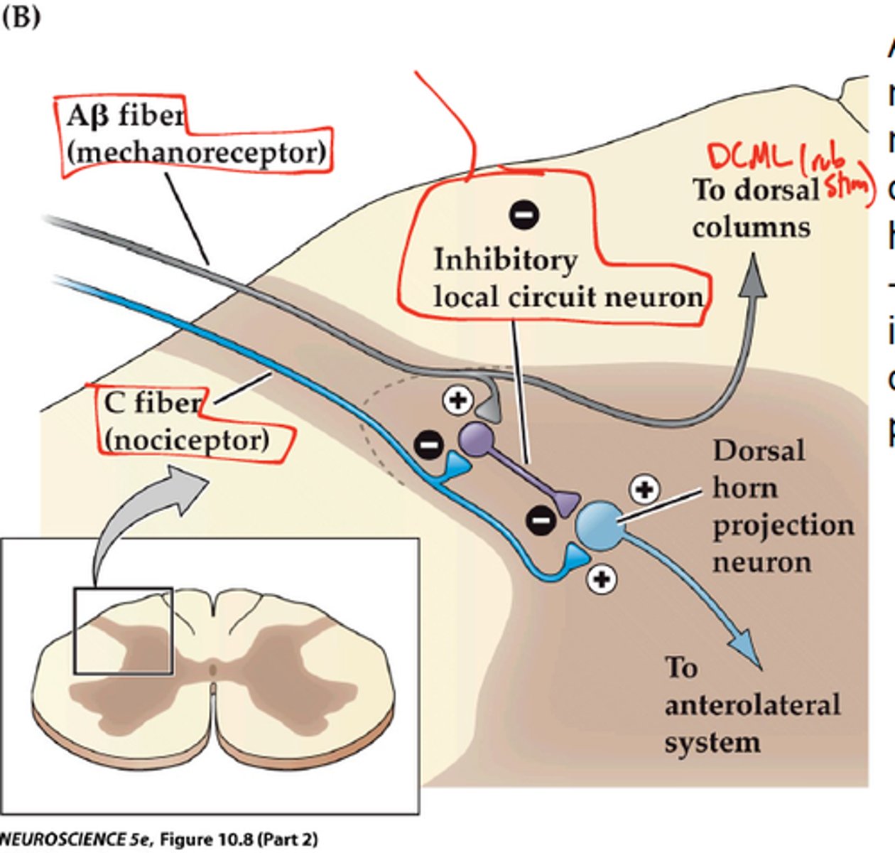 knowt flashcard image