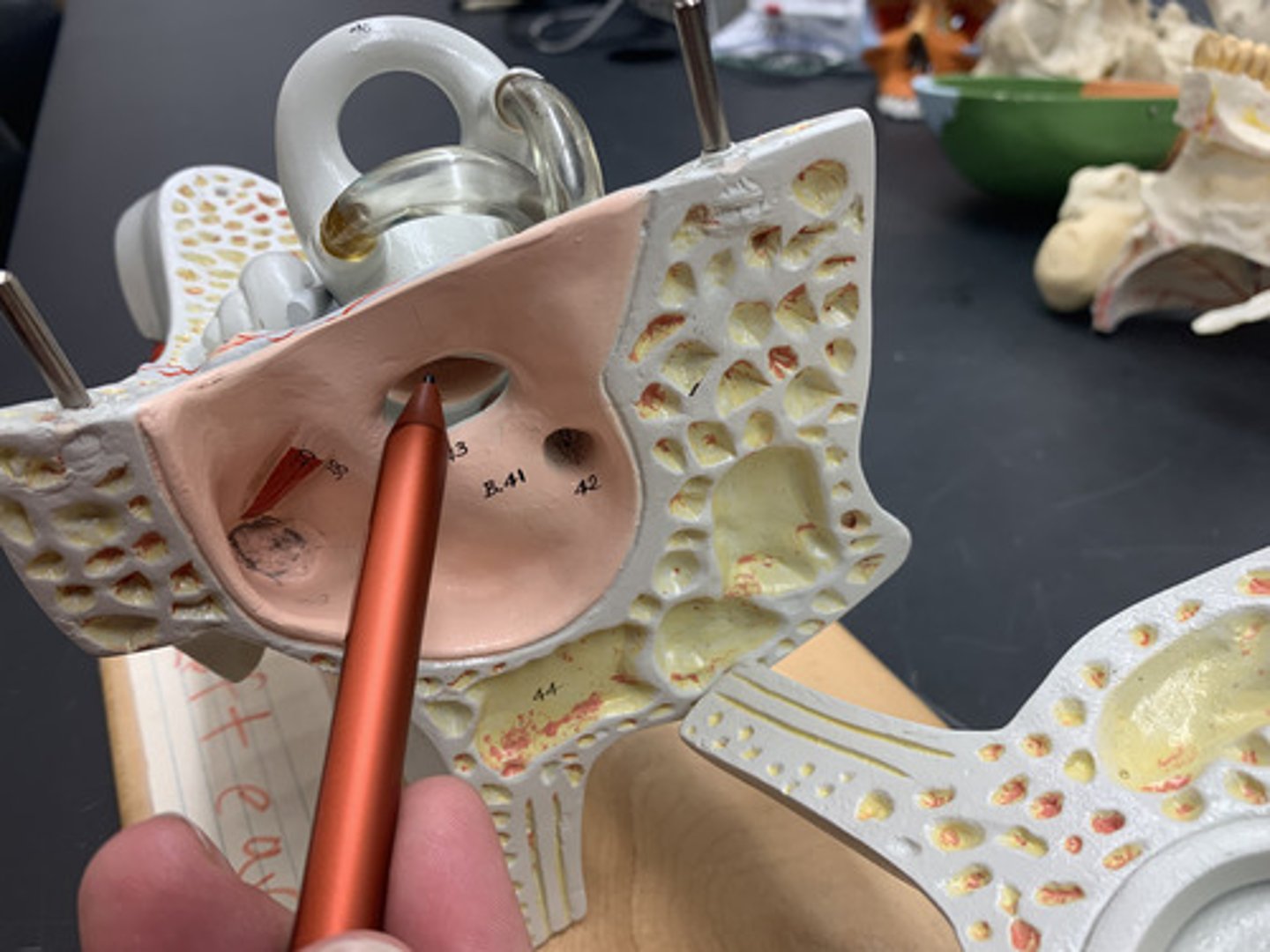 <p>membrane that covers the opening between the middle ear and inner ear</p>