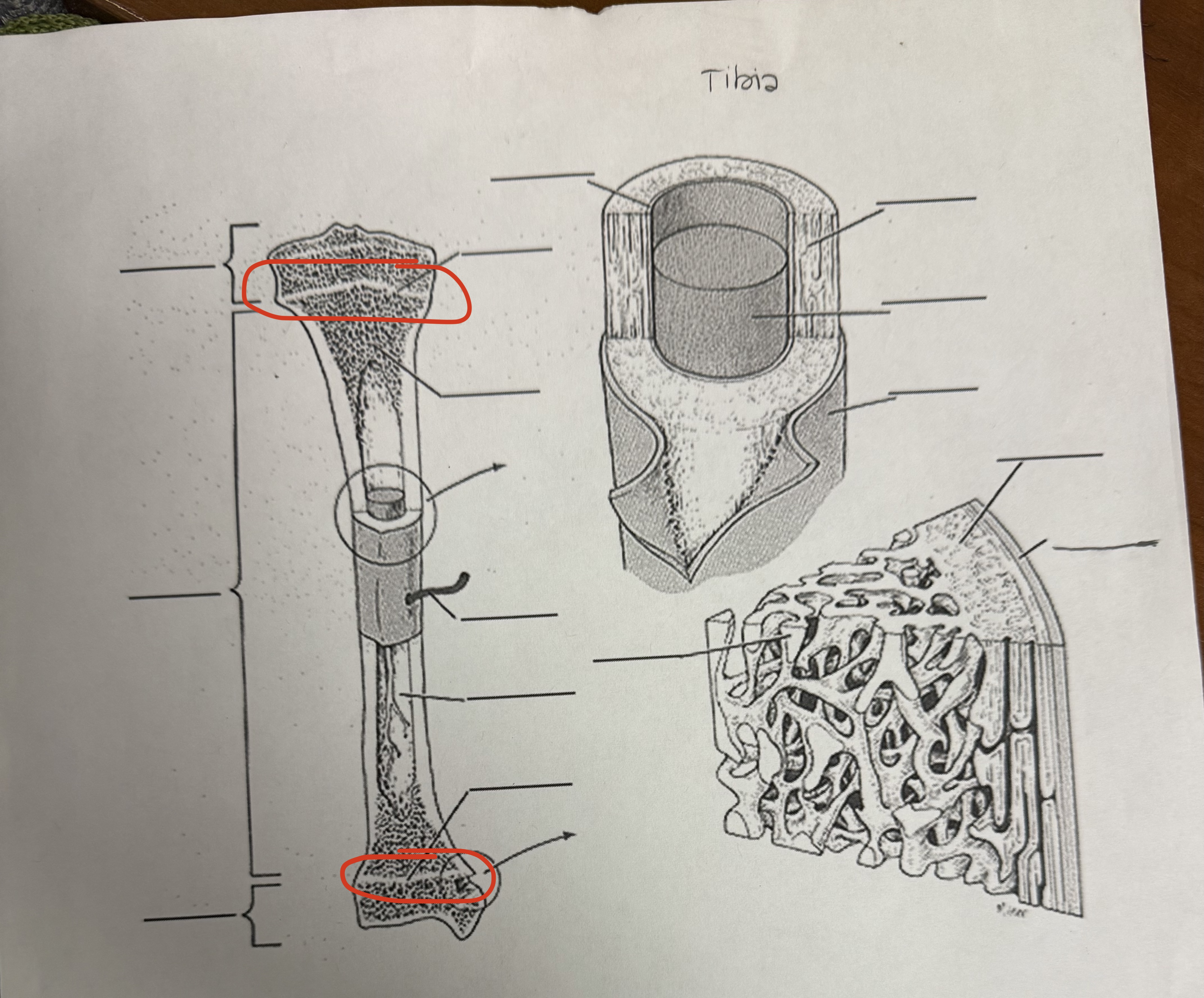 <p>Epiphyseal Line</p>