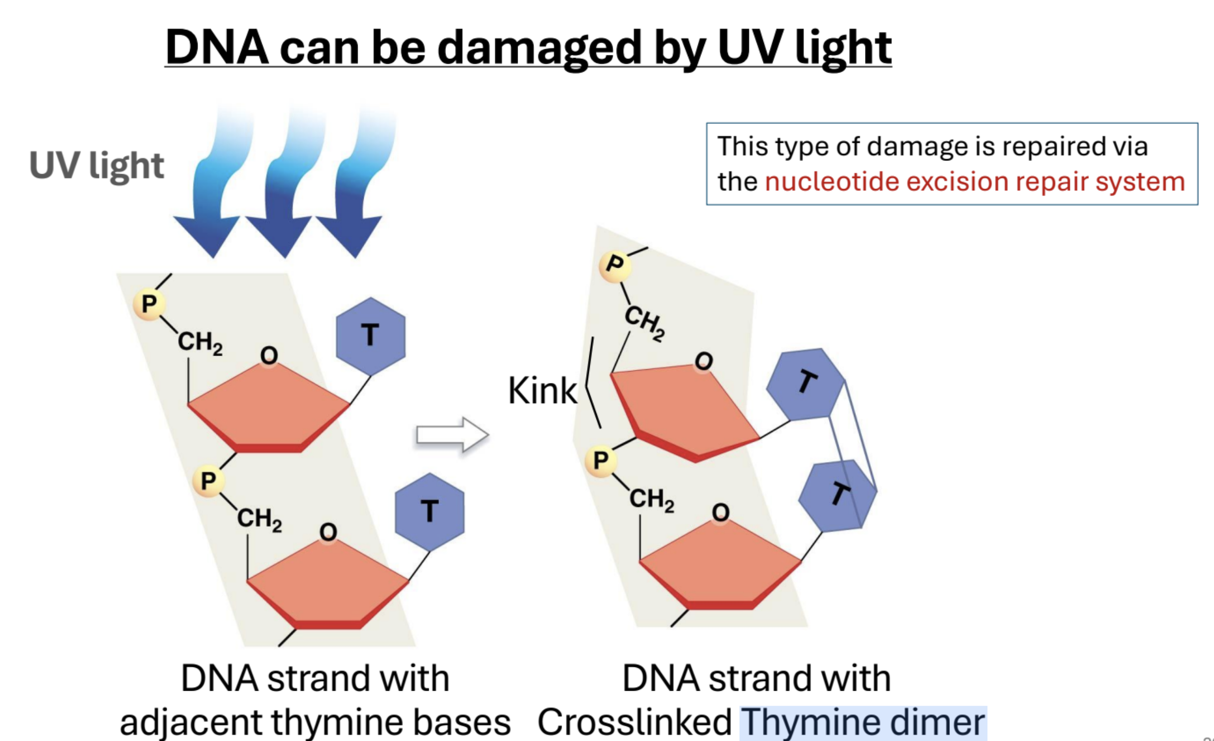 <p>UV light can cause adjacent thymine base pairs to covalently bond (Thymine dimer), creating a kink in the sugar-phospate backbone of DNA. Nucleotide excision repair.</p>
