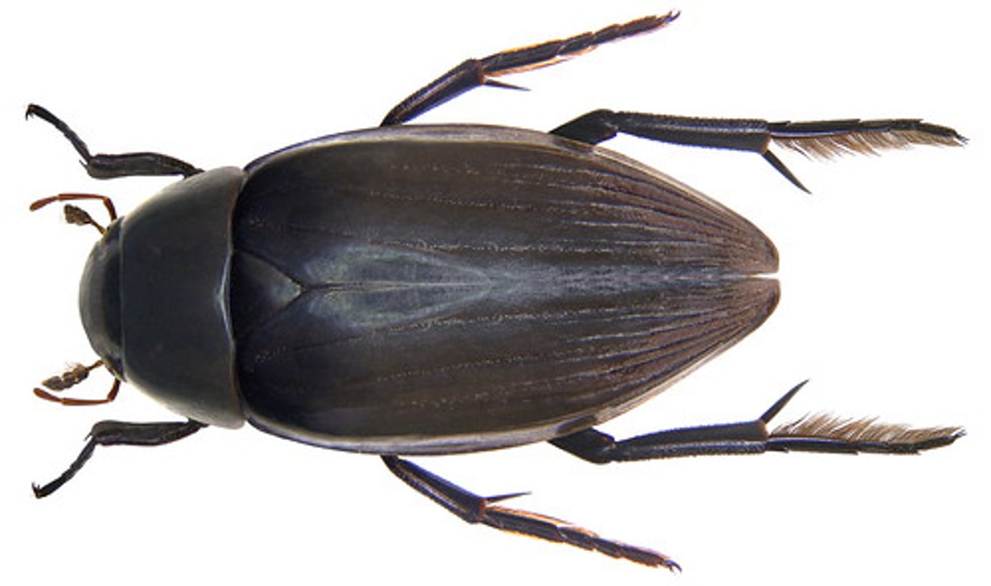 <p>Maxillary palps long and slender. Antennae short and clubbed.</p>