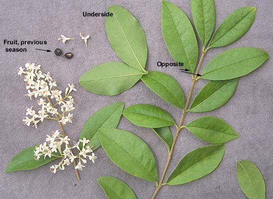 <p>what is the scientific name of  Chinese pivet </p>