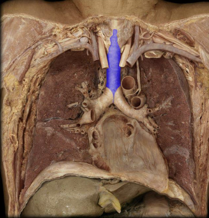 What structure is highlighted in blue?