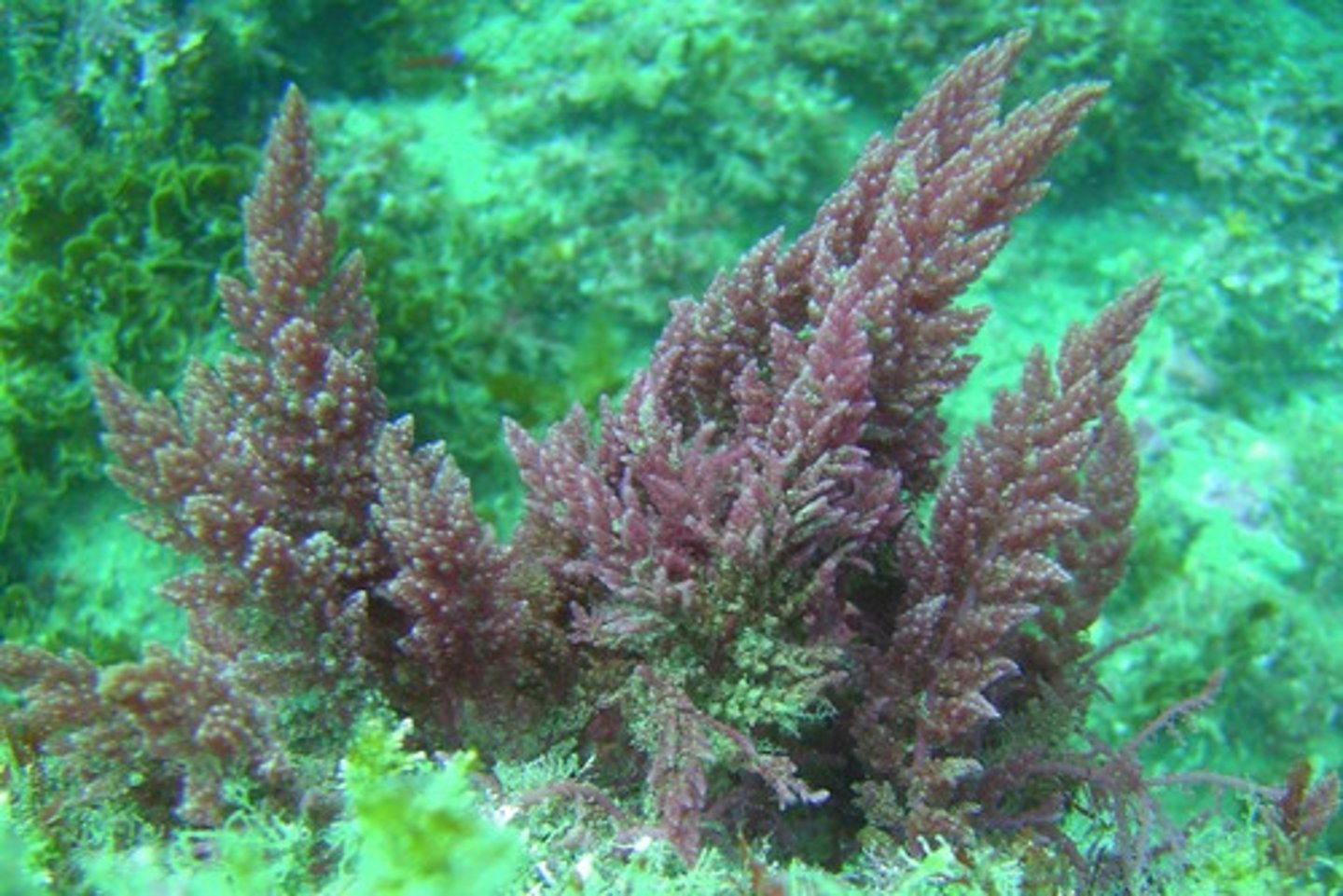 <p>tảo</p>