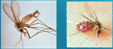 <ul><li><p>Life cycle of the parasite involves a vector, the female sandly of the <em>Phlebotomus </em>and <em>Lutzomyia genera</em></p><ul><li><p>They are the obligate intracellular parasites. It has 3 morphologic forms: amastigote, promastigote, and epimastigote.</p></li><li><p>The infective stage is <strong><u>promastigote</u></strong></p></li><li><p>The pathogenic stage and diagnostic form is <strong><u>amastigote.</u></strong></p></li></ul></li></ul><p></p>