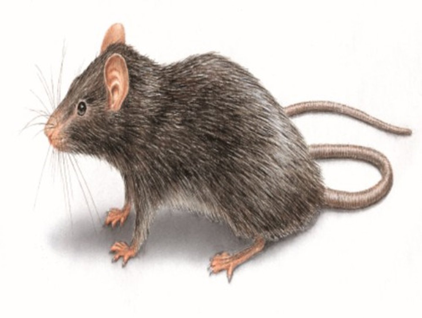 <p>Rat</p>
