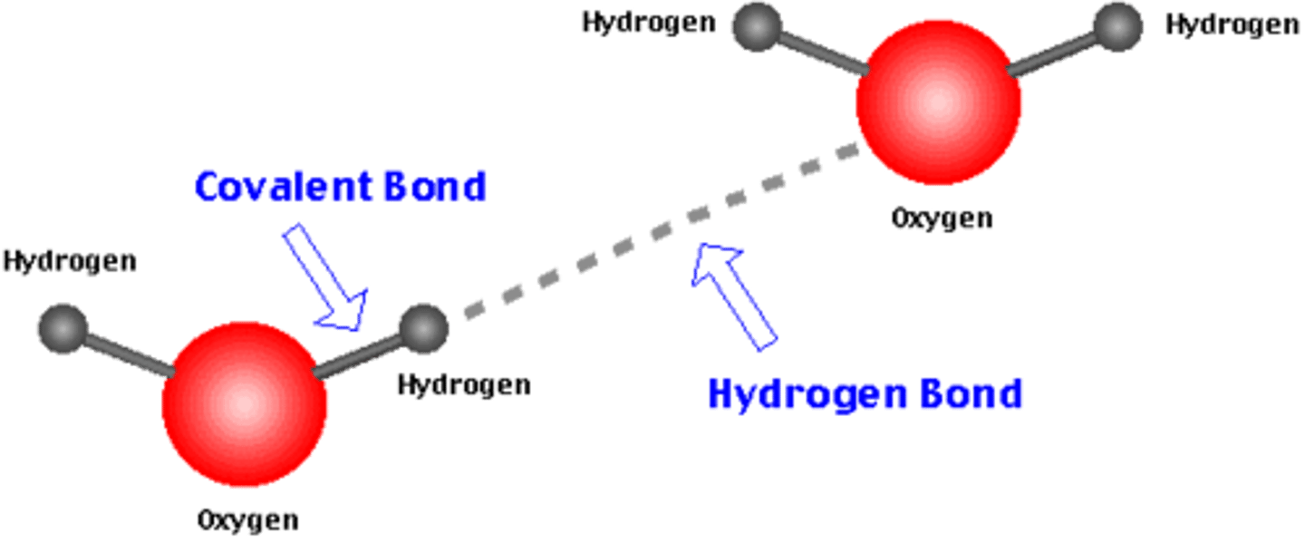 <p>covalent bonds (between atoms - intramolecular)</p>