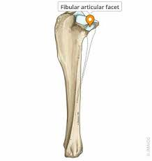 <p>top where fibula connects with tibia </p>
