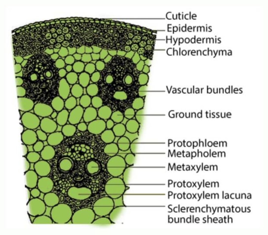 <p>monocot or dicot? what is it?</p>