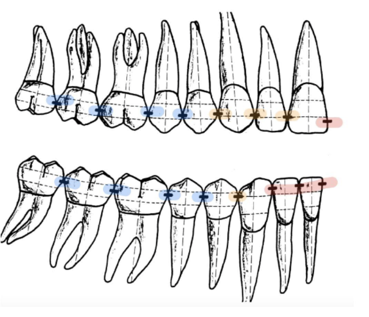 <p>cervically</p>