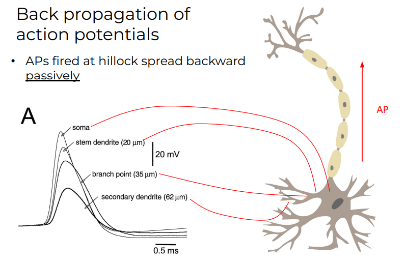 <p>Backwards<u> Passively</u></p><p>Back propagation of action potential</p>