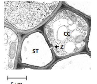 <p>The electron micrograph shows a difference in the number of mitochondria in the sieve tube element and in the companion cell. Explain the difference in the number of mitochondria. (3)</p>