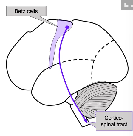 <ul><li><p>Betz cells - large pyramidal cells</p></li><li><p>Project from motor cortex to spinal tract (cortical tract neurons)</p></li><li><p>Only 5% project to motor-neurons + the rest reach spinal interneurons</p></li><li><p>Betz cells also project to brain stem</p></li></ul><p></p>