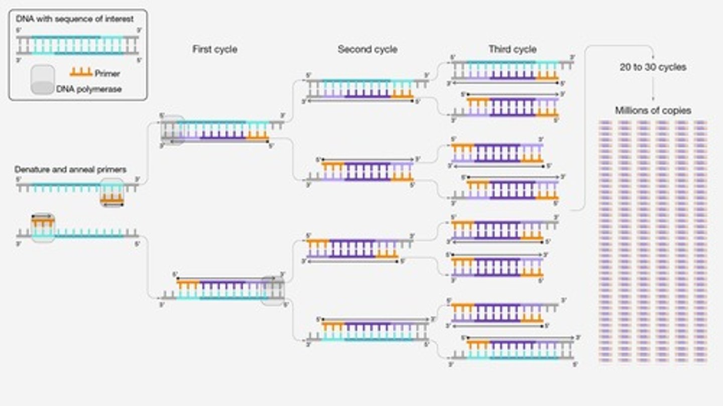 <p>Technique to amplify specific DNA sequences.</p>