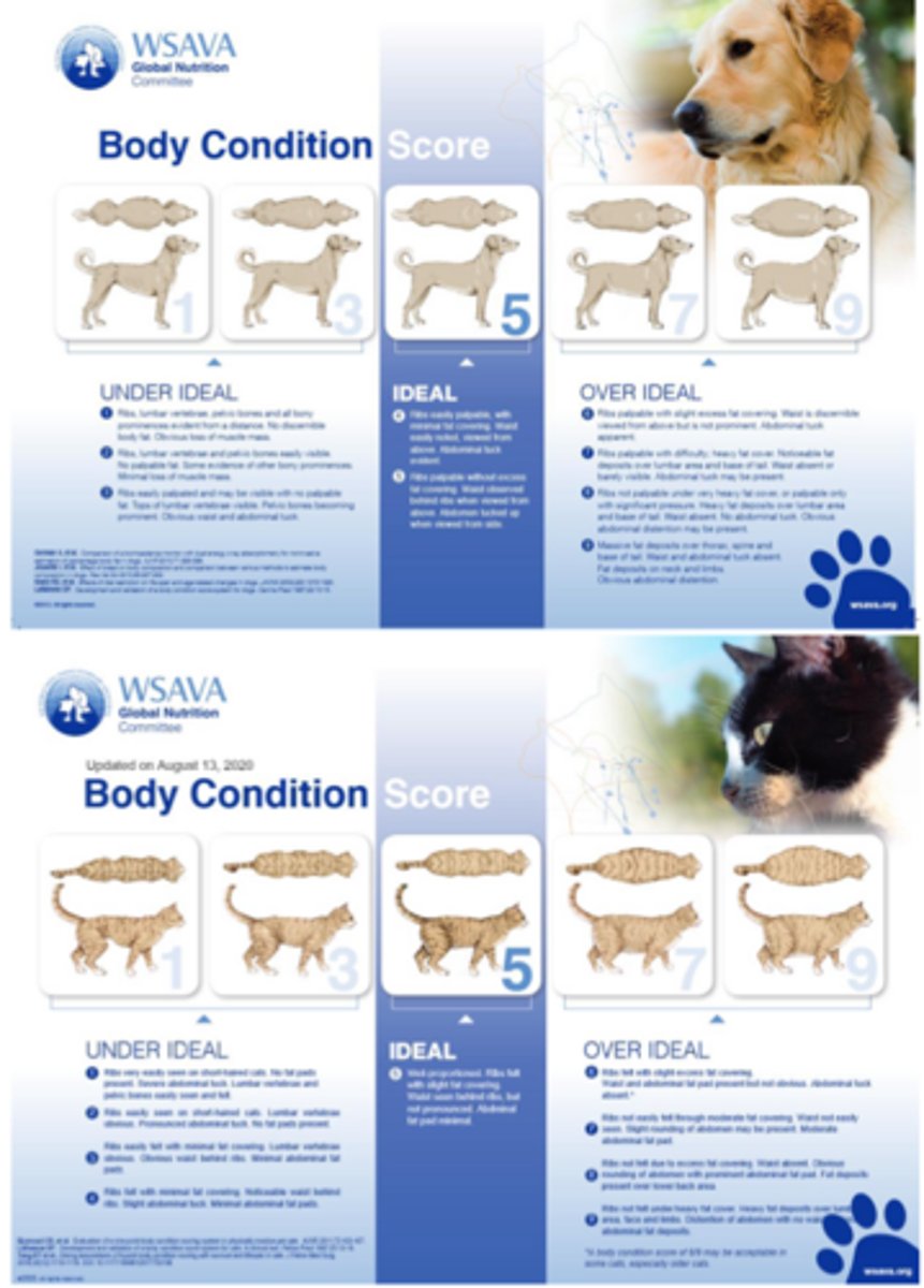 <p>the BCS is a subjective evaluation of body fat mass that serves as a _____</p>