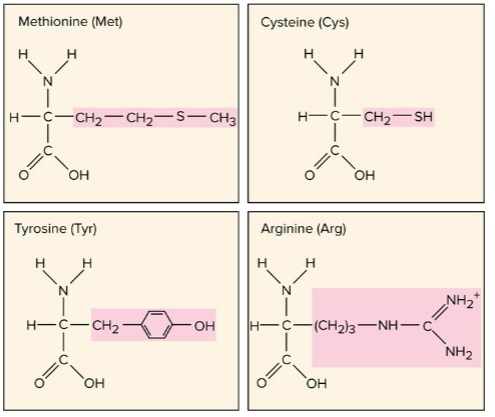 <p>Amino acids</p>