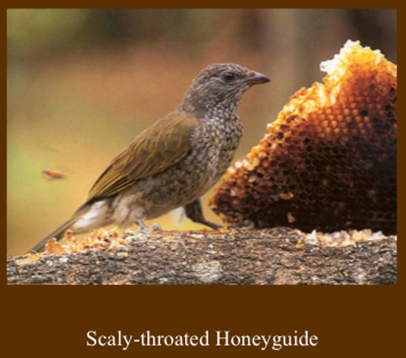 <p>Piciformes Indicatoridae</p>