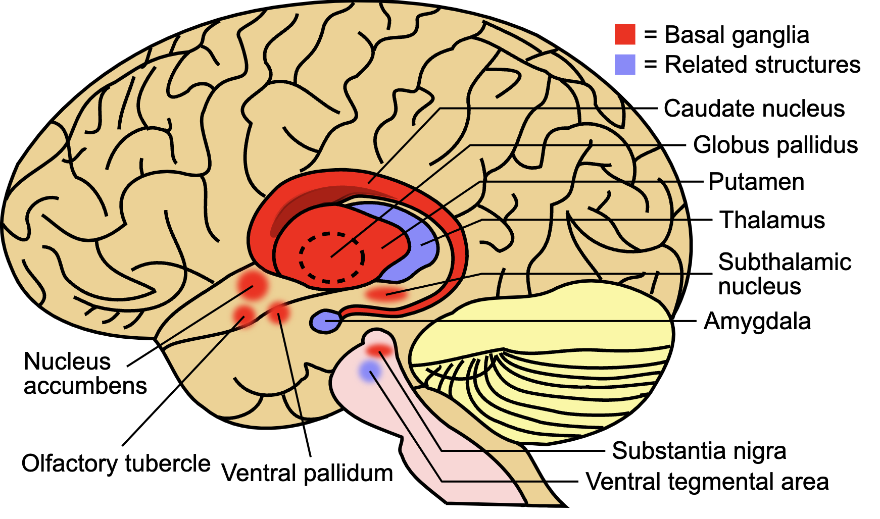 <p>several motor-related structures</p><ul><li><p>thalamus - sesory processing</p></li><li><p>tail of caudate, head of caudate (caudate nucleus)</p></li><li><p>globulus pallidus</p></li><li><p>nucleus accumbens</p></li><li><p>putamen -subthalamic nucleus etc. *amygdala is definitely anatomically connected, but not really part of it</p></li></ul>