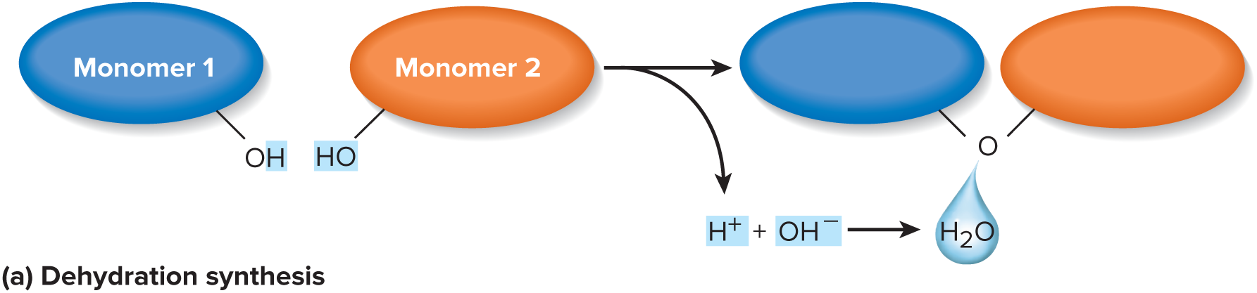 <p>remove hydrogen (-H) from one monomer and a hydroxyl group (-OH) from another, producing water as a by-product. Two monomers become joined by a covalent bond. This is repeated for each monomer added to the chain</p>