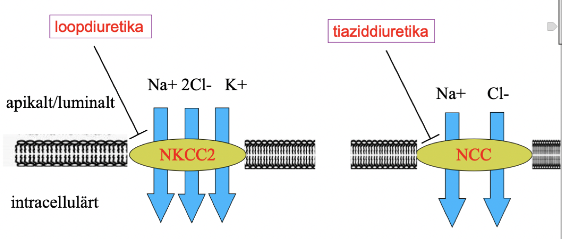 <p>De når tubuli via sekretion från peritubulära kapillärer. Båda verkar apikalt och hämmar transportproteiner:</p><ul><li><p><strong>Loop</strong>: Blockerar NKCC - kotransportör (Na, K och Cl).</p></li><li><p><strong>Tiazid</strong>: Hämmar NCC kotransportör (Na och Cl).</p></li></ul>