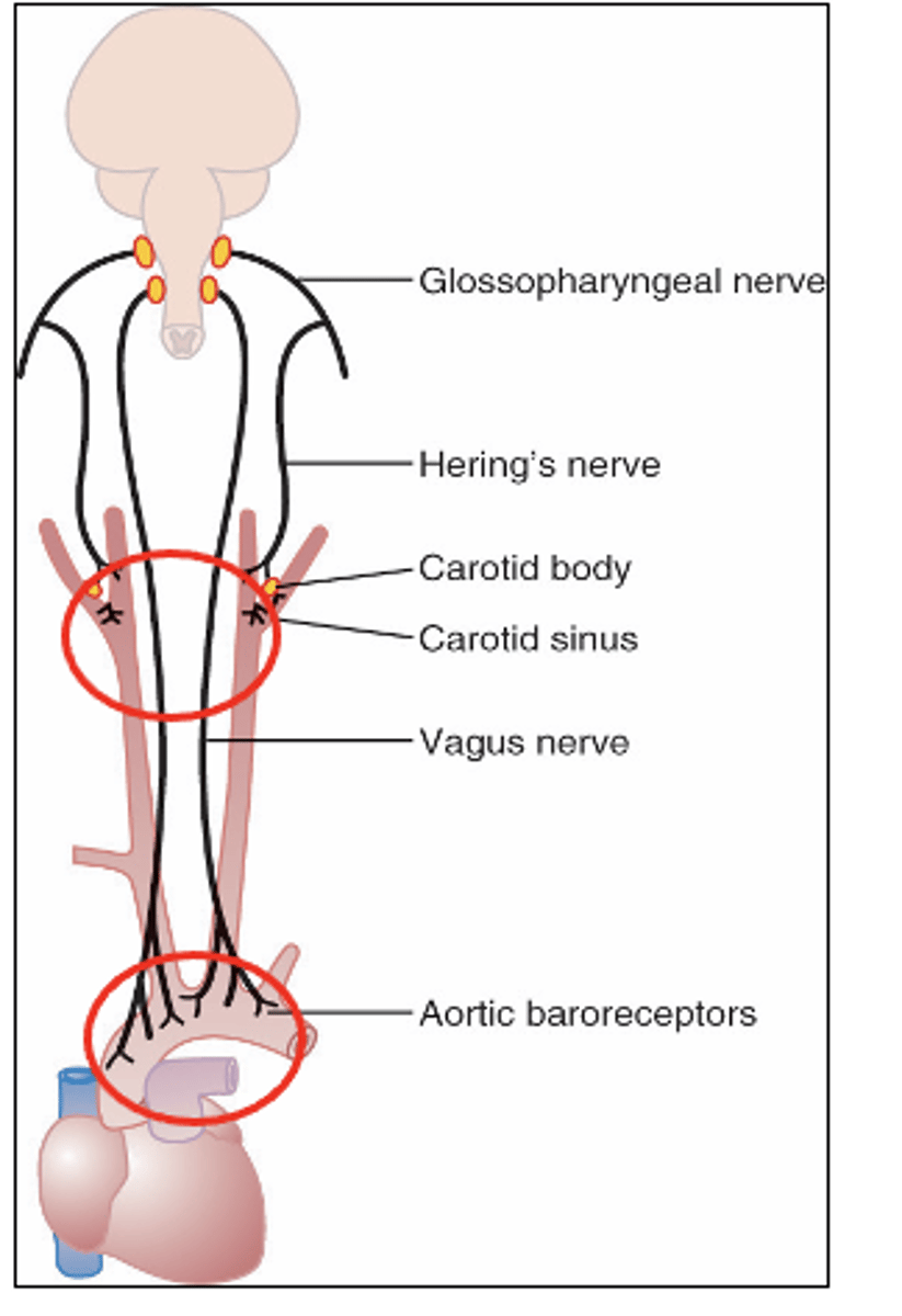 <p>Where are chemoreceptors located? </p>
