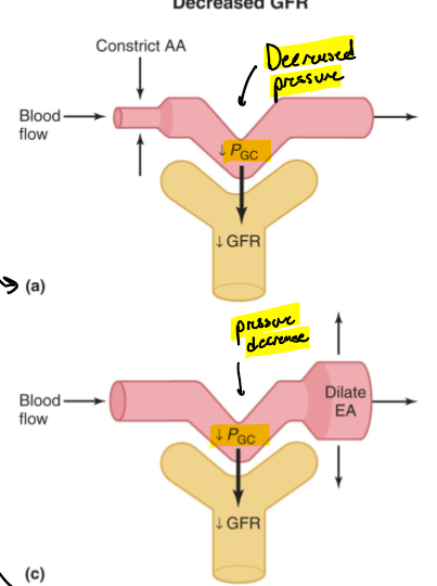 <p>Pressure in the glomerular capillary is decreased and GFR is decreased</p>