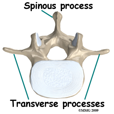 <p>Projection of bone</p>