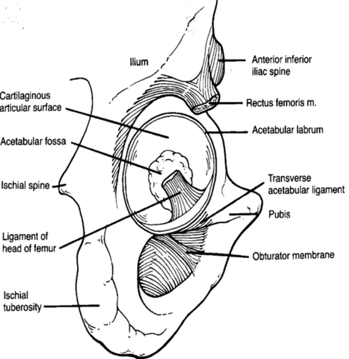 <p>acetabular notch and fovea</p>