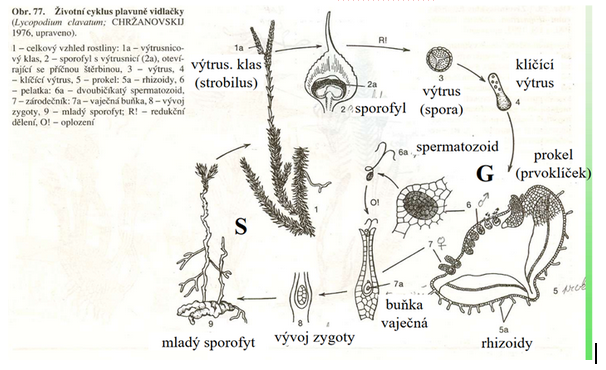 <p>strobilus = výtrusný klas</p>