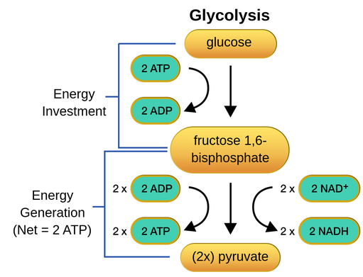 glycolysis 